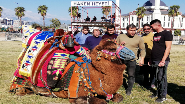 Antalya'da develere havut kuşatıldı